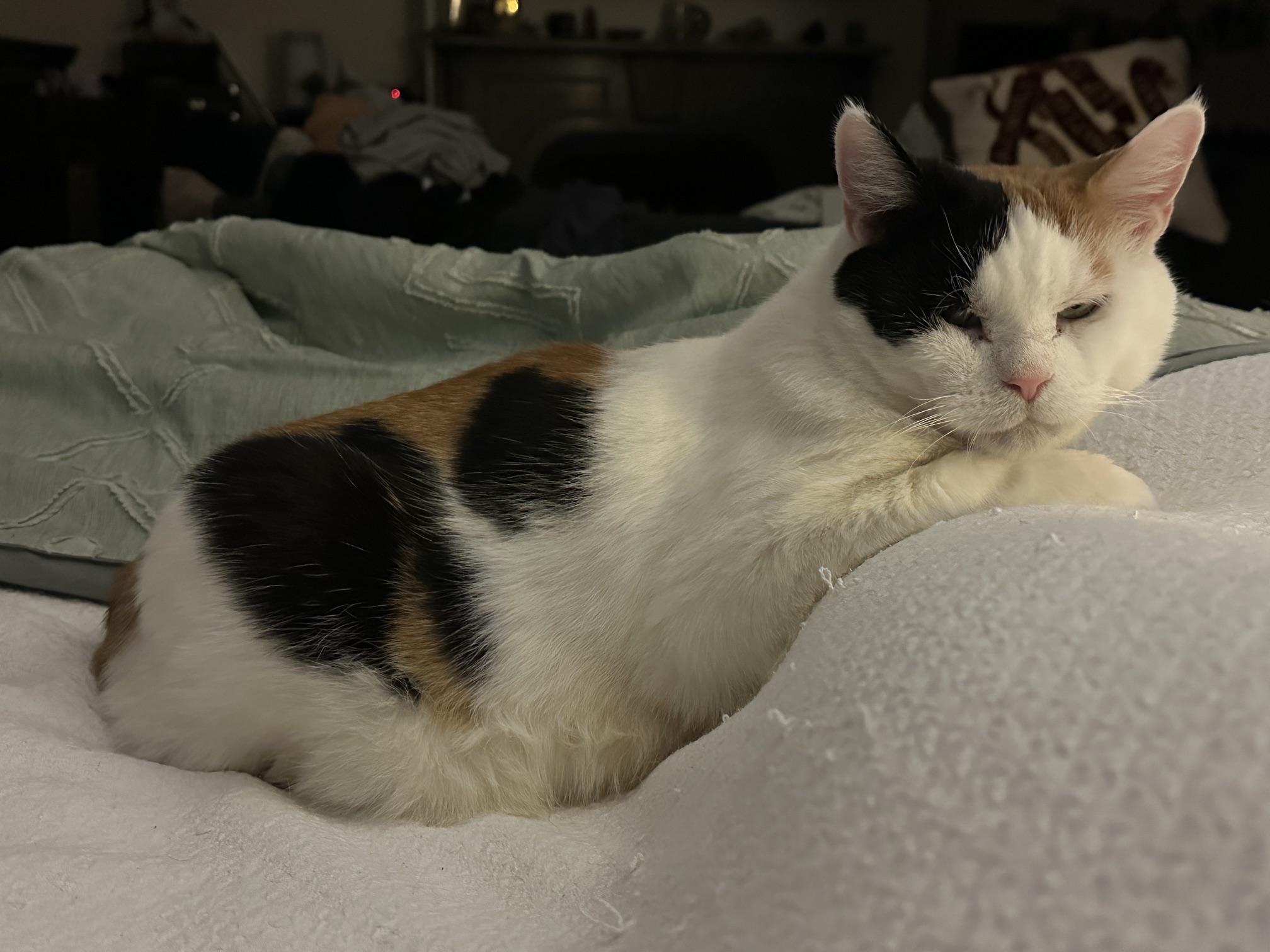 Callie, ADOPTABLE, Young Female Domestic Short Hair & Calico.