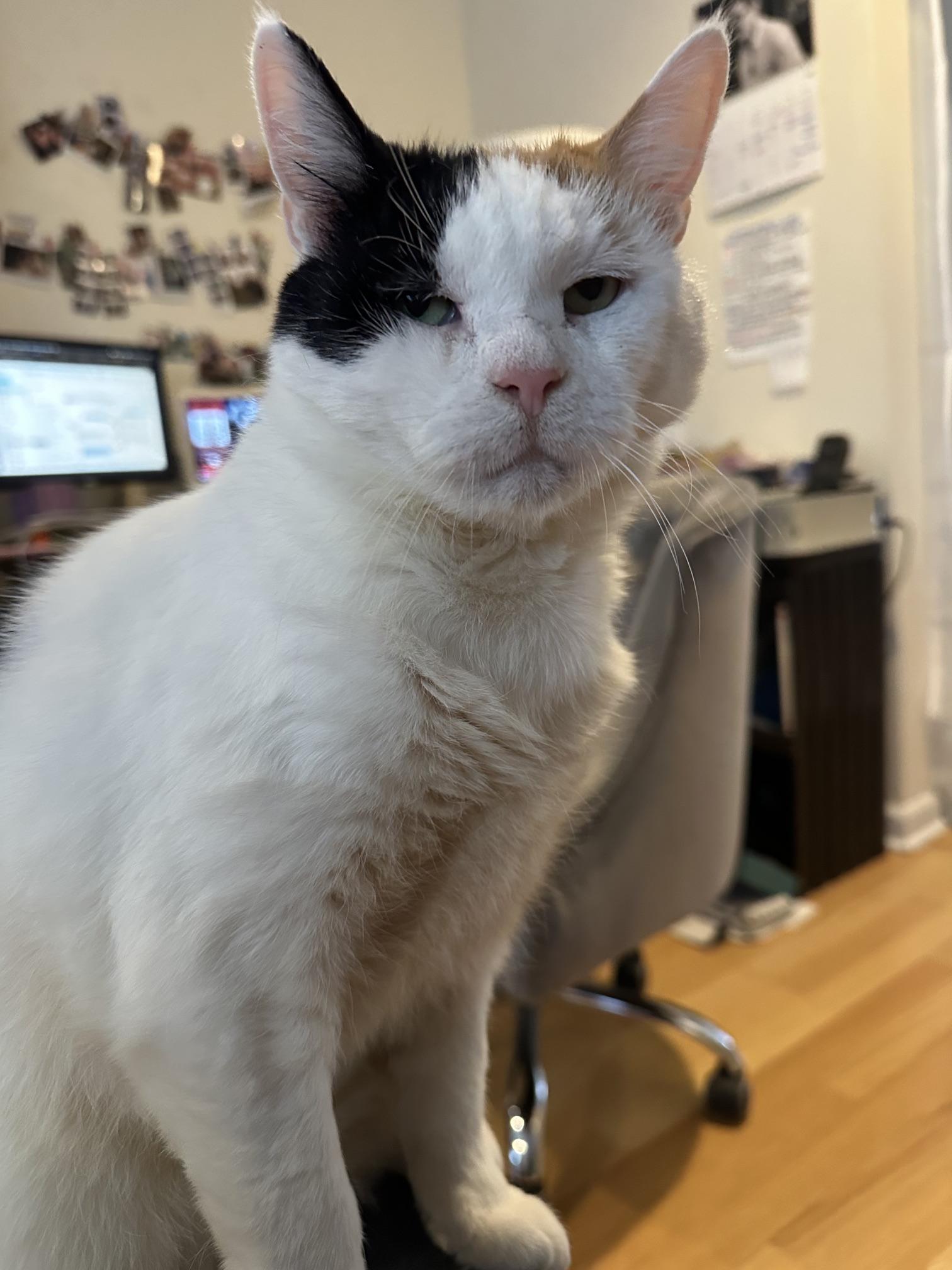 Callie, a ADOPTABLE mixed breed in Jersey City, NJ image 2/6