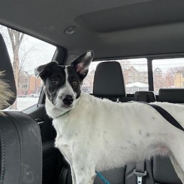 Enlarge Brie--In Foster, a Adoptable mixed breed in Fargo, ND image 1/6