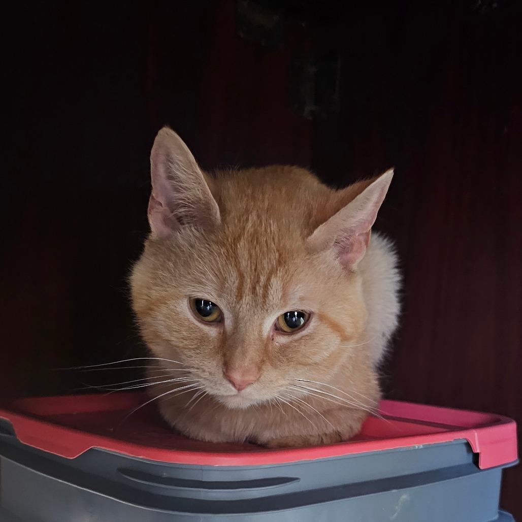 Garfield, Adoptable, Adult Male Domestic Short Hair.