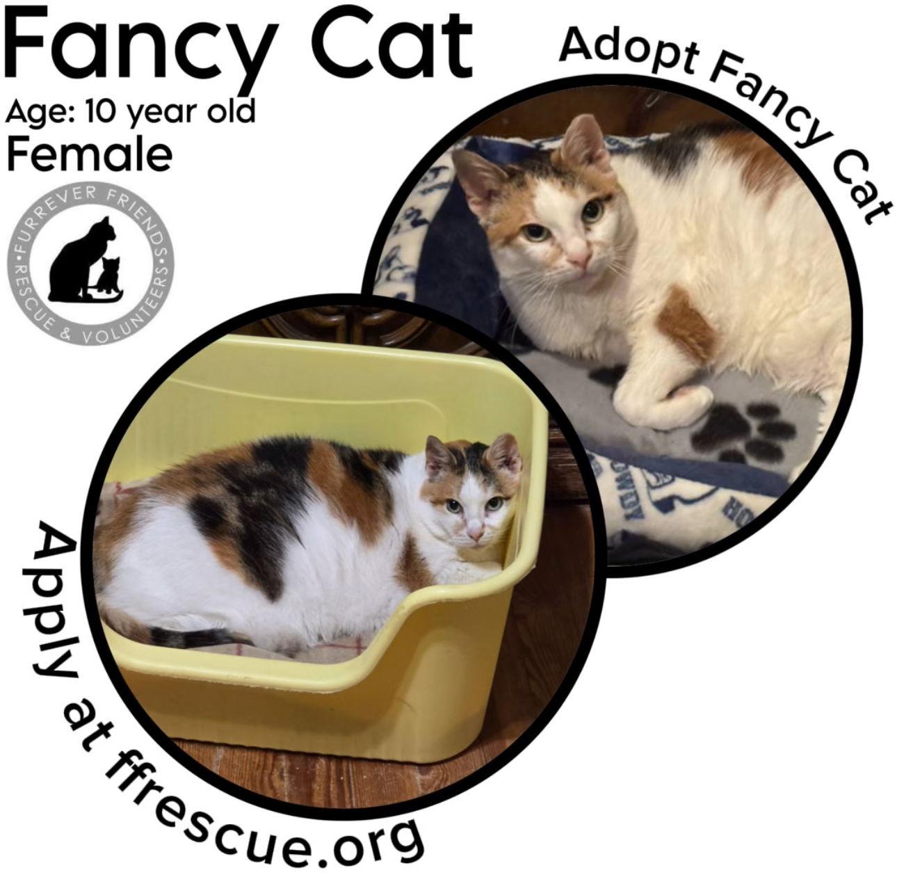 Fancy Cat, Adoptable, Senior Female Domestic Short Hair.