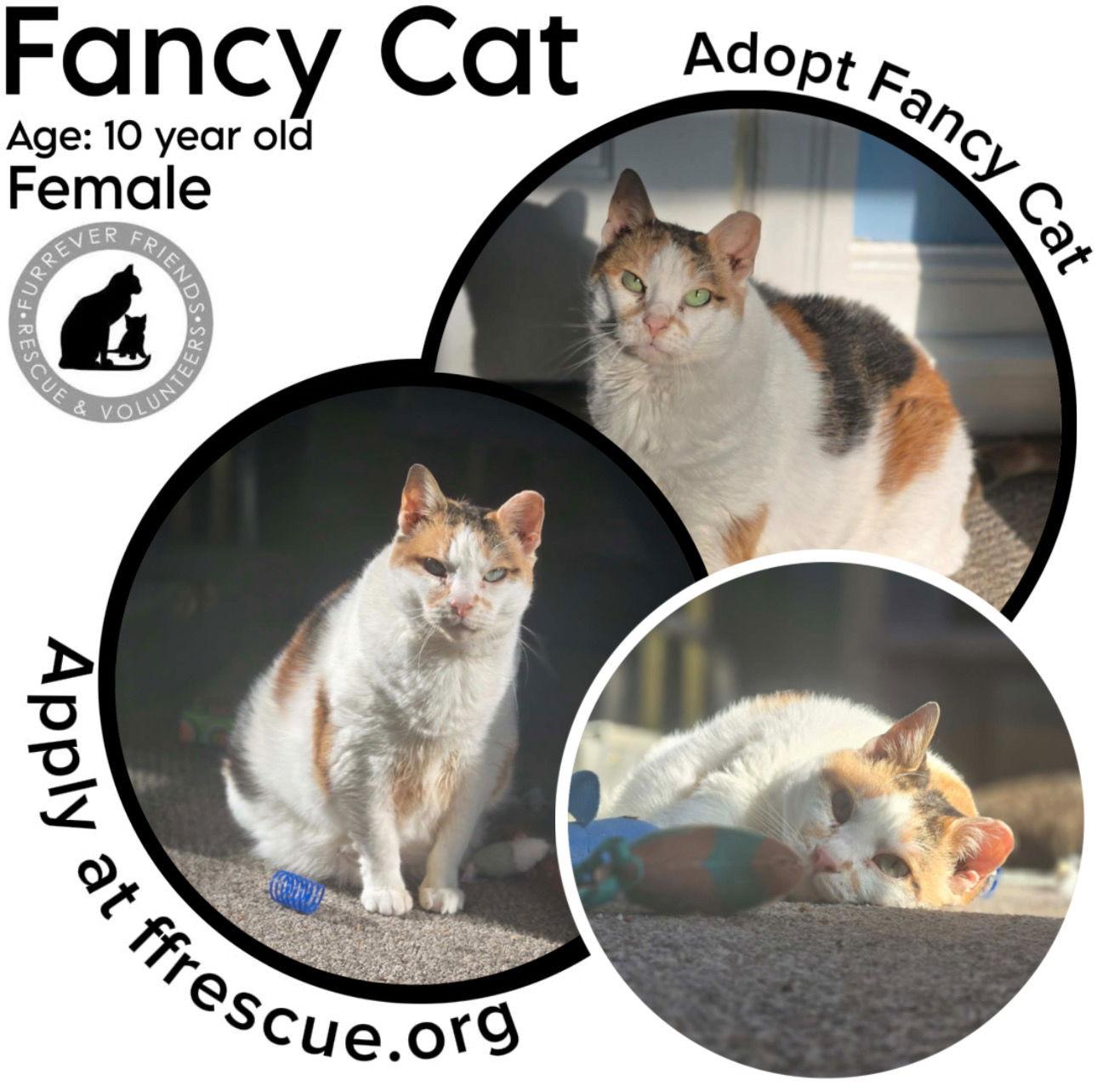 Enlarge Fancy Cat, a Adoptable Domestic Short Hair in Woodbury, NJ image 2/3