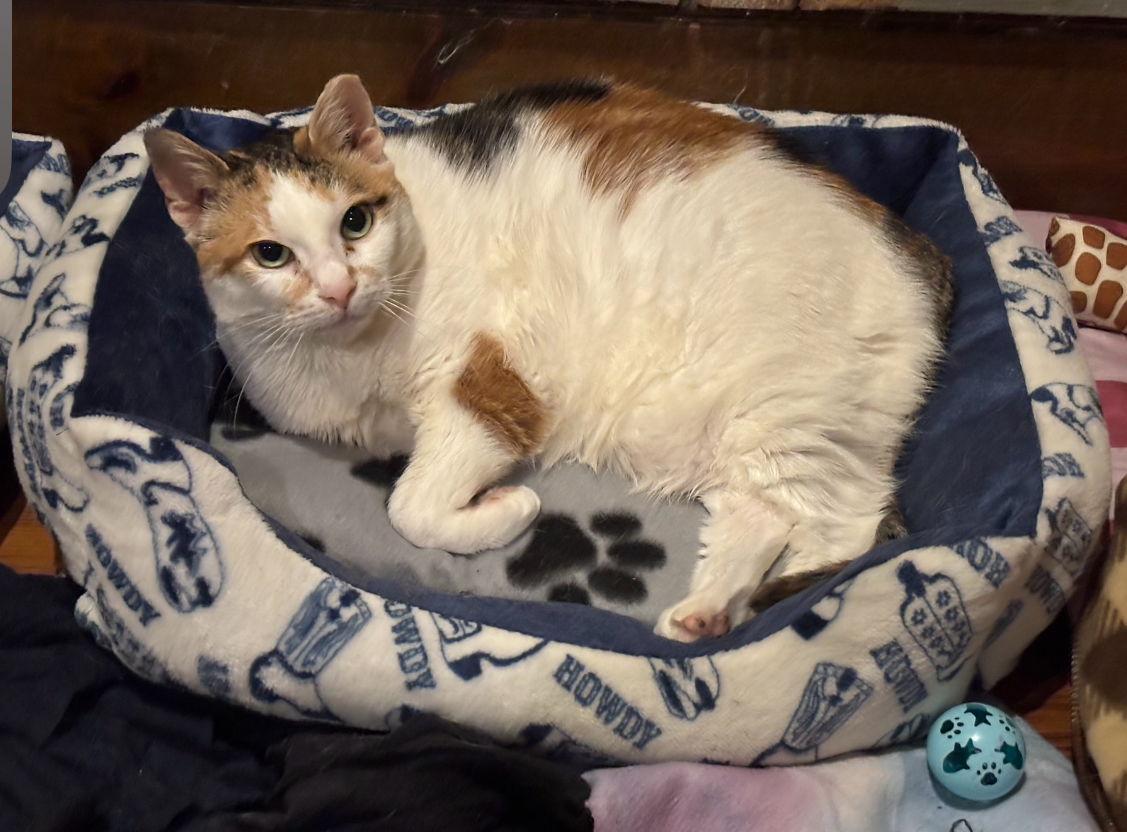 Enlarge Fancy Cat, a Adoptable Domestic Short Hair in Woodbury, NJ image 3/3