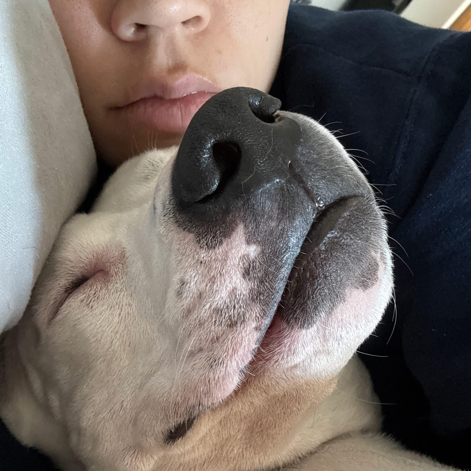 Roo