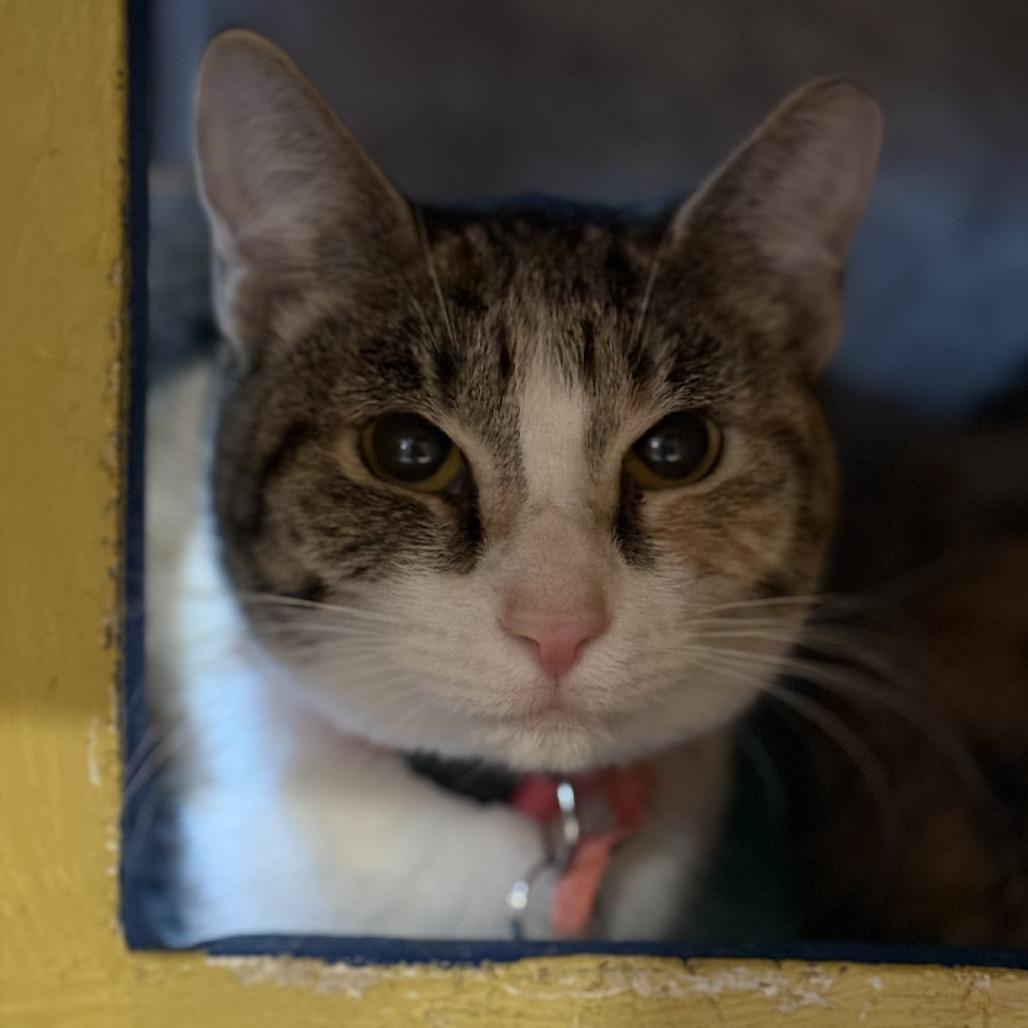 Buffalo Sauce — thumbnail 2