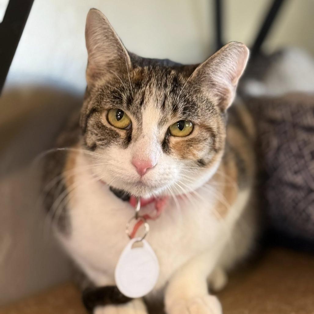 Buffalo Sauce — thumbnail 3