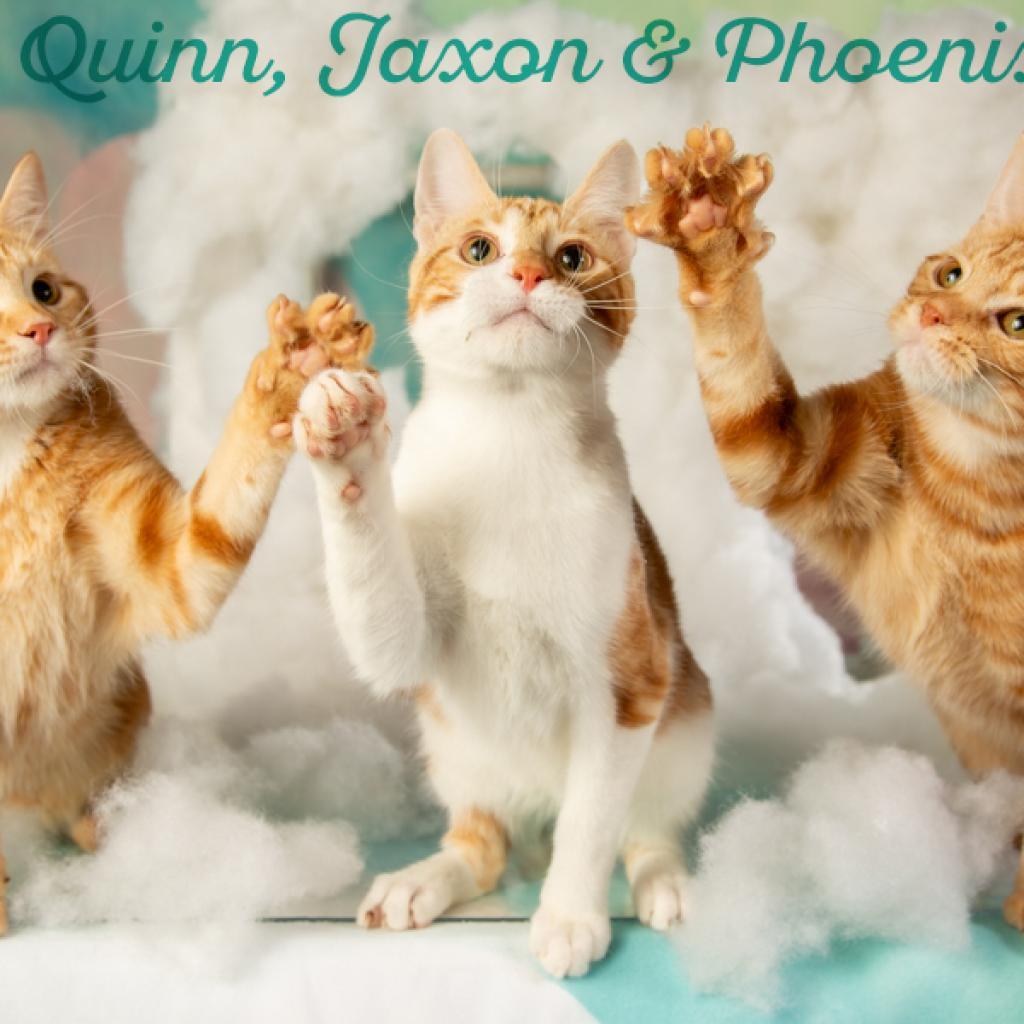 Jaxon, Adoptable, Adult Male Domestic Short Hair.