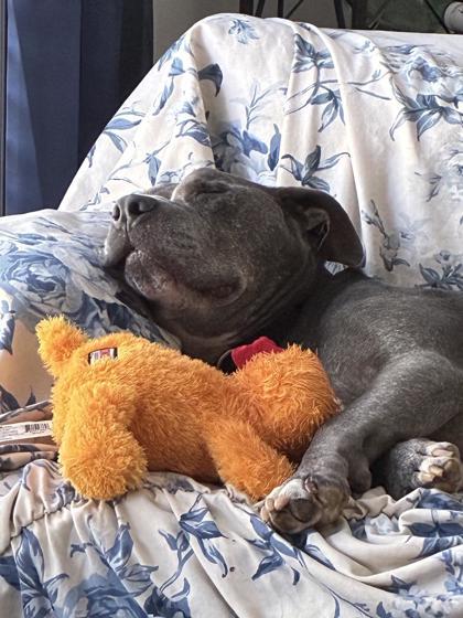 Norman, Adoptable, Adult Male Mixed Breed & Mixed Breed.