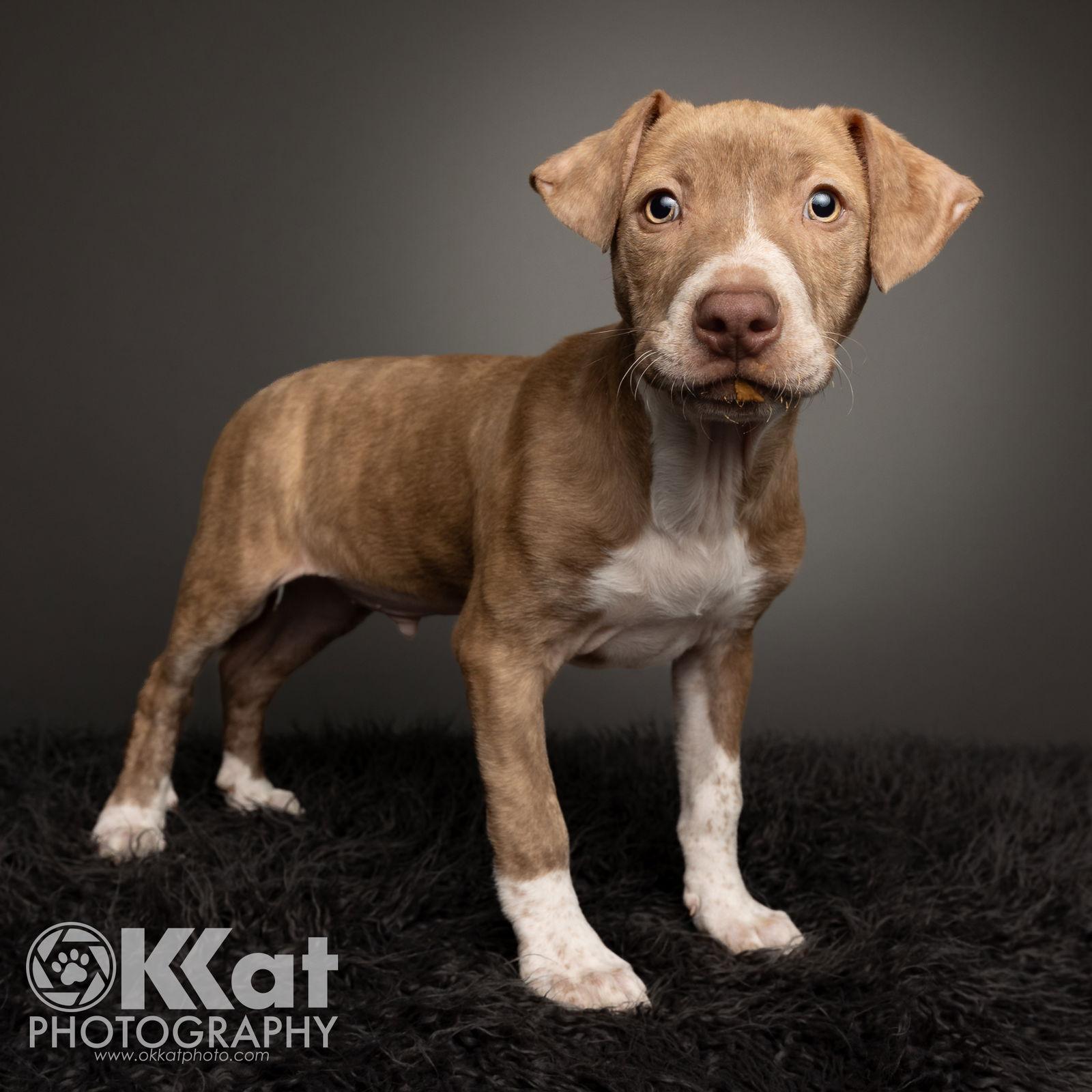 Hank — thumbnail 2