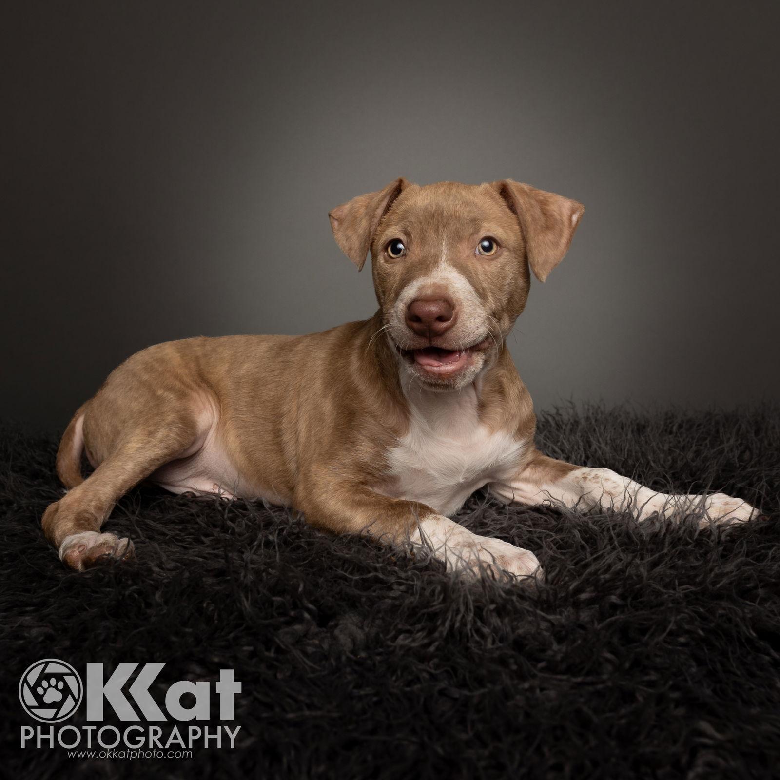 Hank — thumbnail 3