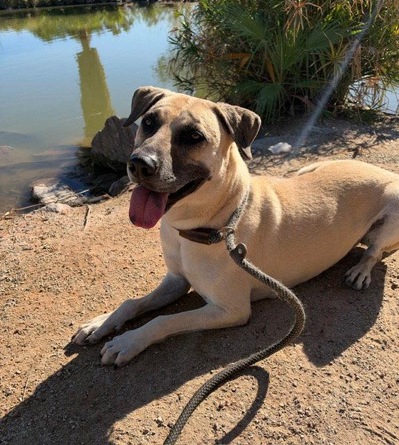 Marcus (Courtest post), Adoptable, Young Male Black Mouth Cur.