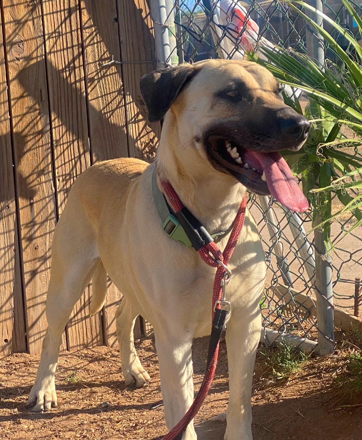Enlarge Marcus (Courtesy post), a Adoptable Black Mouth Cur in Phoenix, AZ image 1/3