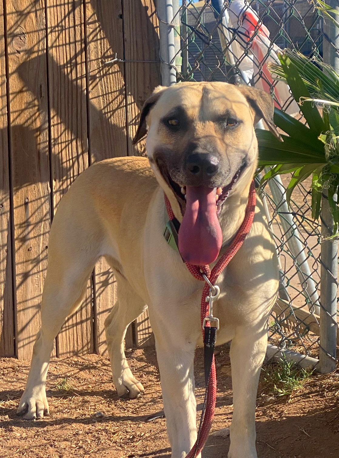 Enlarge Marcus (Courtesy post), a Adoptable Black Mouth Cur in Phoenix, AZ image 2/3