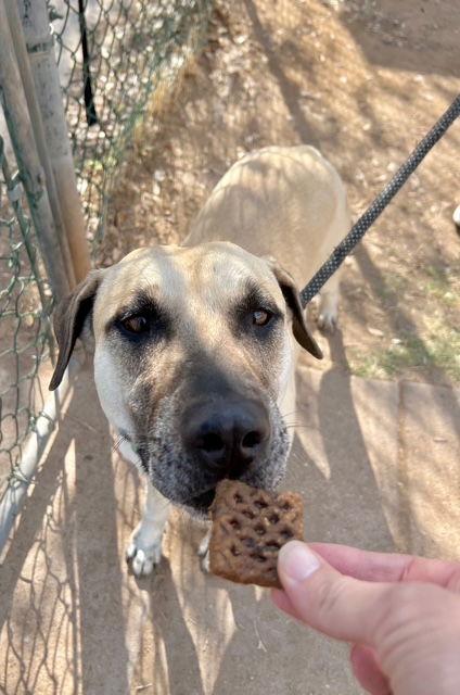 Marcus, a Adoptable Black Mouth Cur in Phoenix, AZ image 1/3