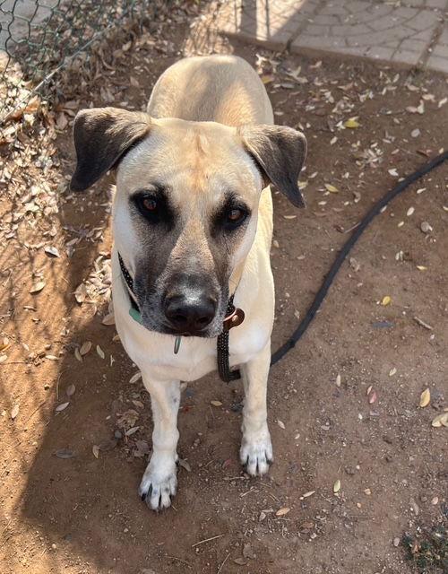 Marcus, a Adoptable Black Mouth Cur in Phoenix, AZ image 2/3