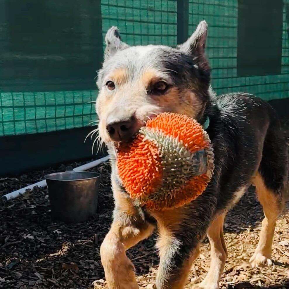 Enlarge Sam Smith, a Adoptable Cattle Dog in Sonoma, CA image 4/6