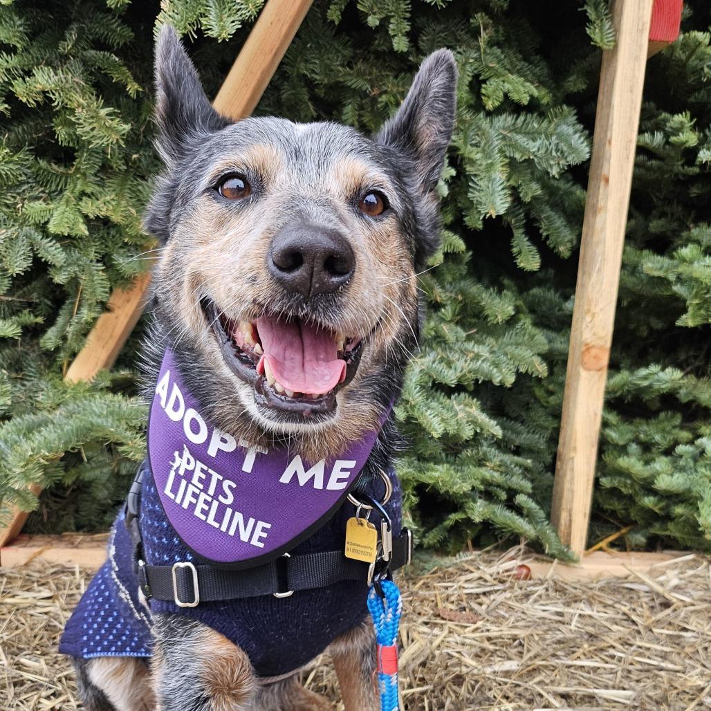 Sam Smith, a Adoptable Cattle Dog in Sonoma, CA image 4/6