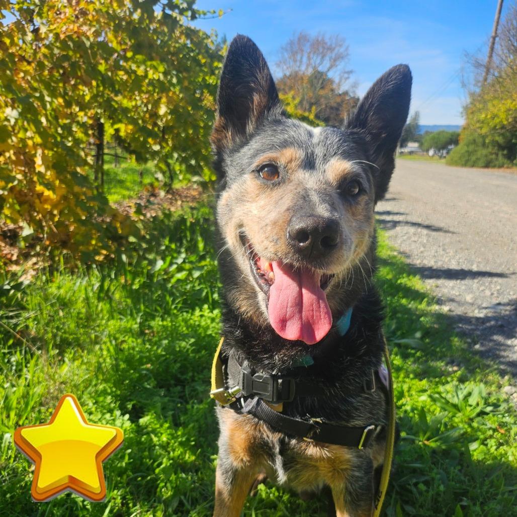 Enlarge Sam Smith, a Adoptable Cattle Dog in Sonoma, CA image 5/6