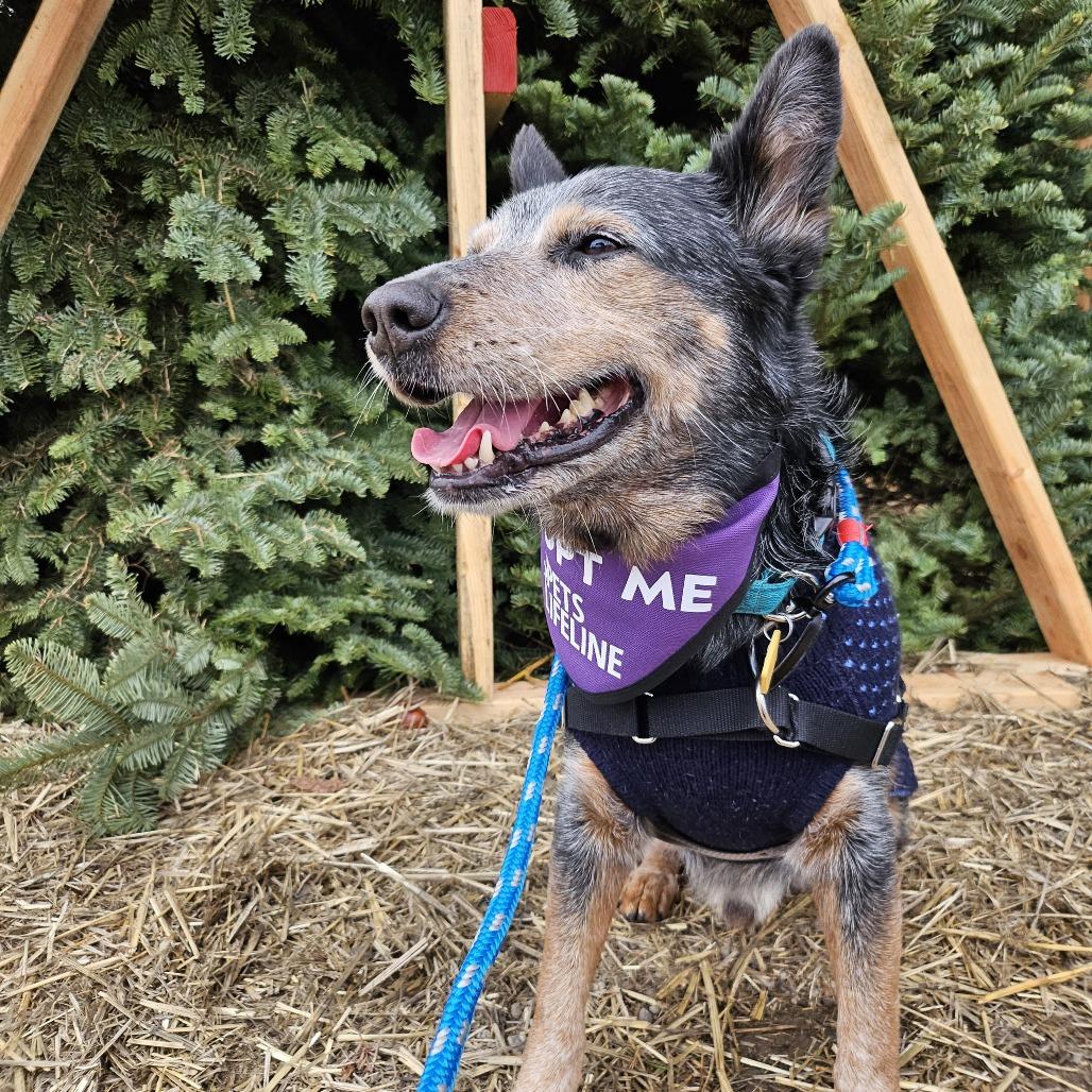 Enlarge Sam Smith, a Adoptable Cattle Dog in Sonoma, CA image 6/6