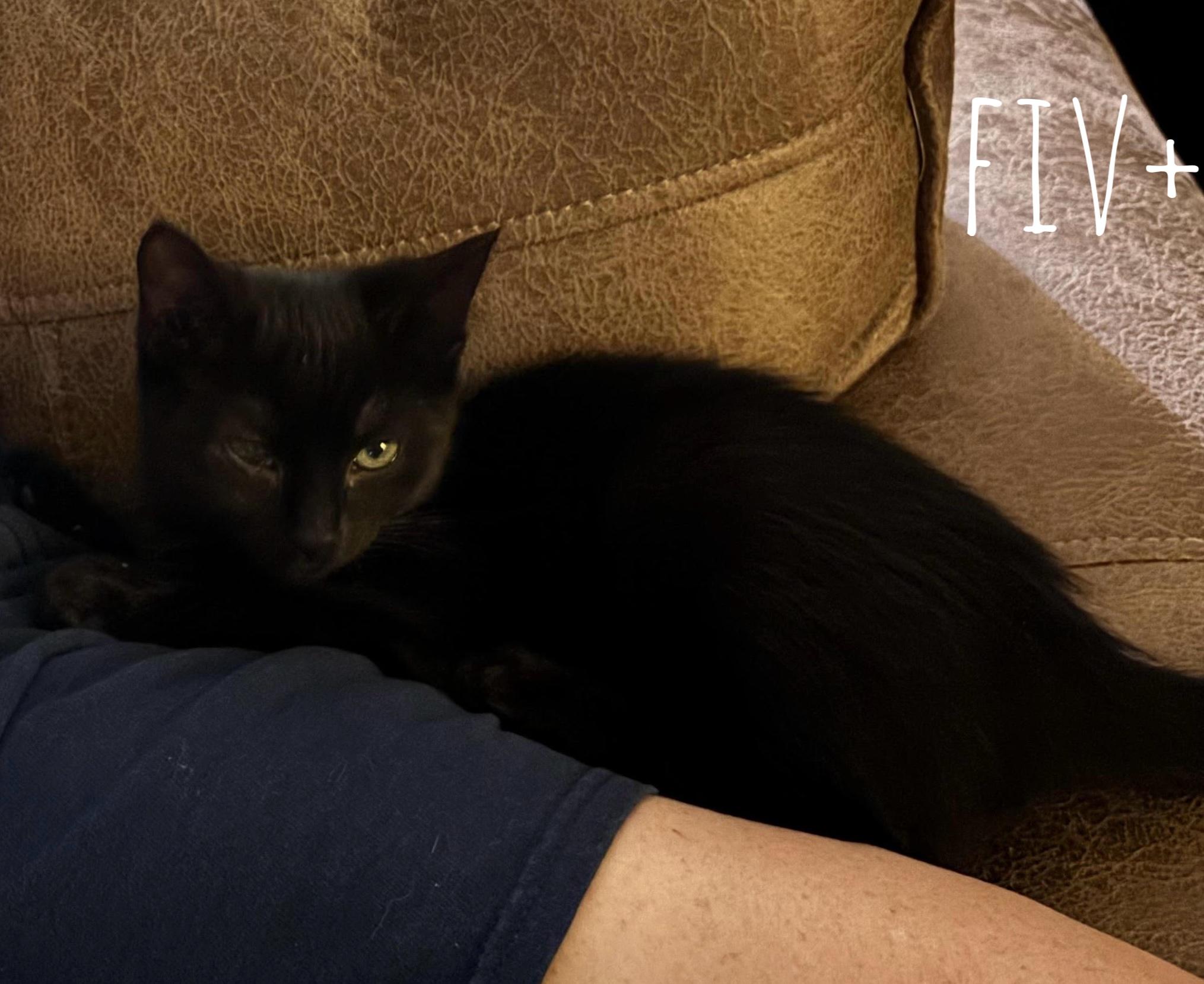 Bonnie (Eye Patch Litter) photo 3