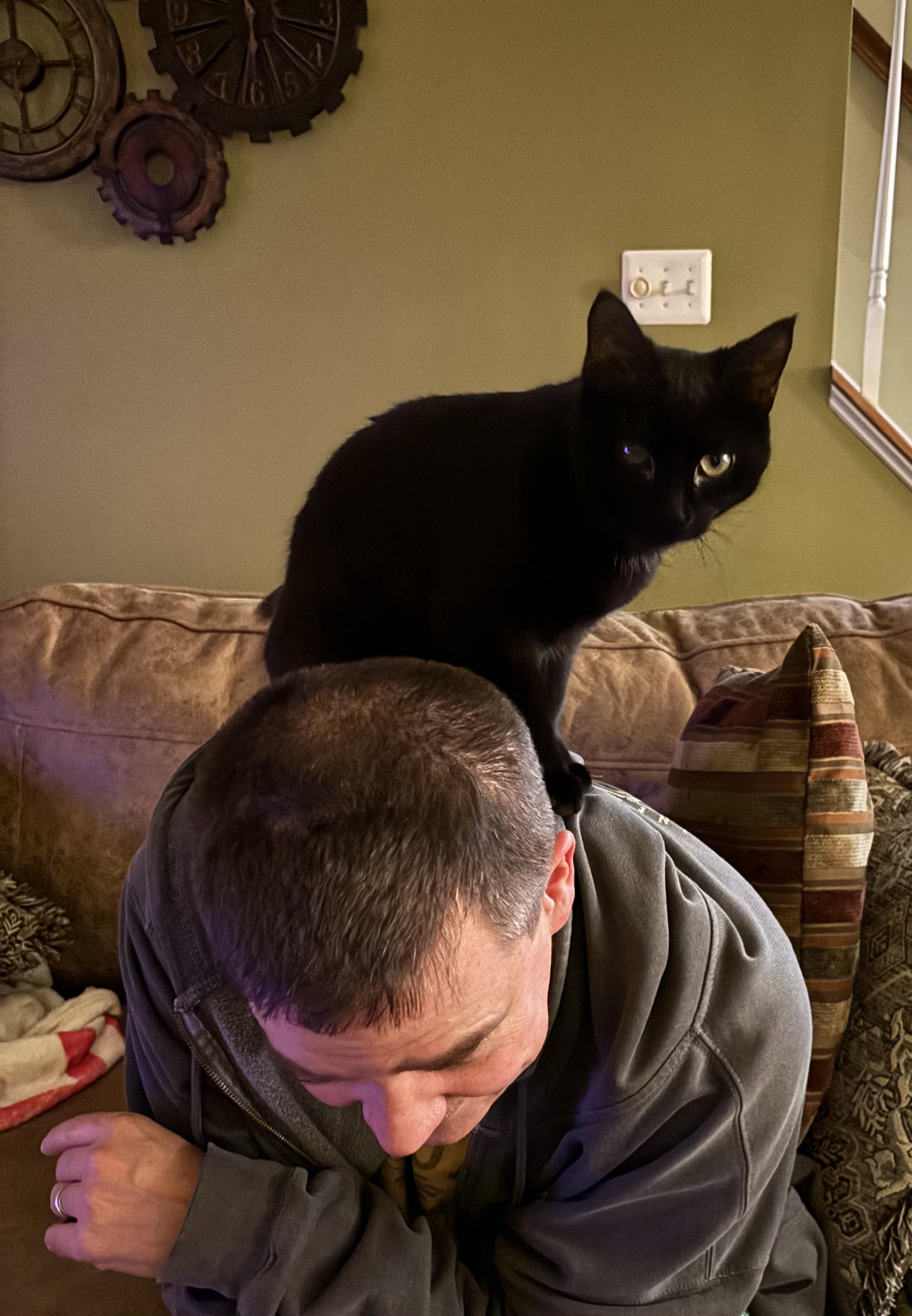 Bonnie (Eye Patch Litter), a Adoptable mixed breed in Baltimore, MD image 4/4