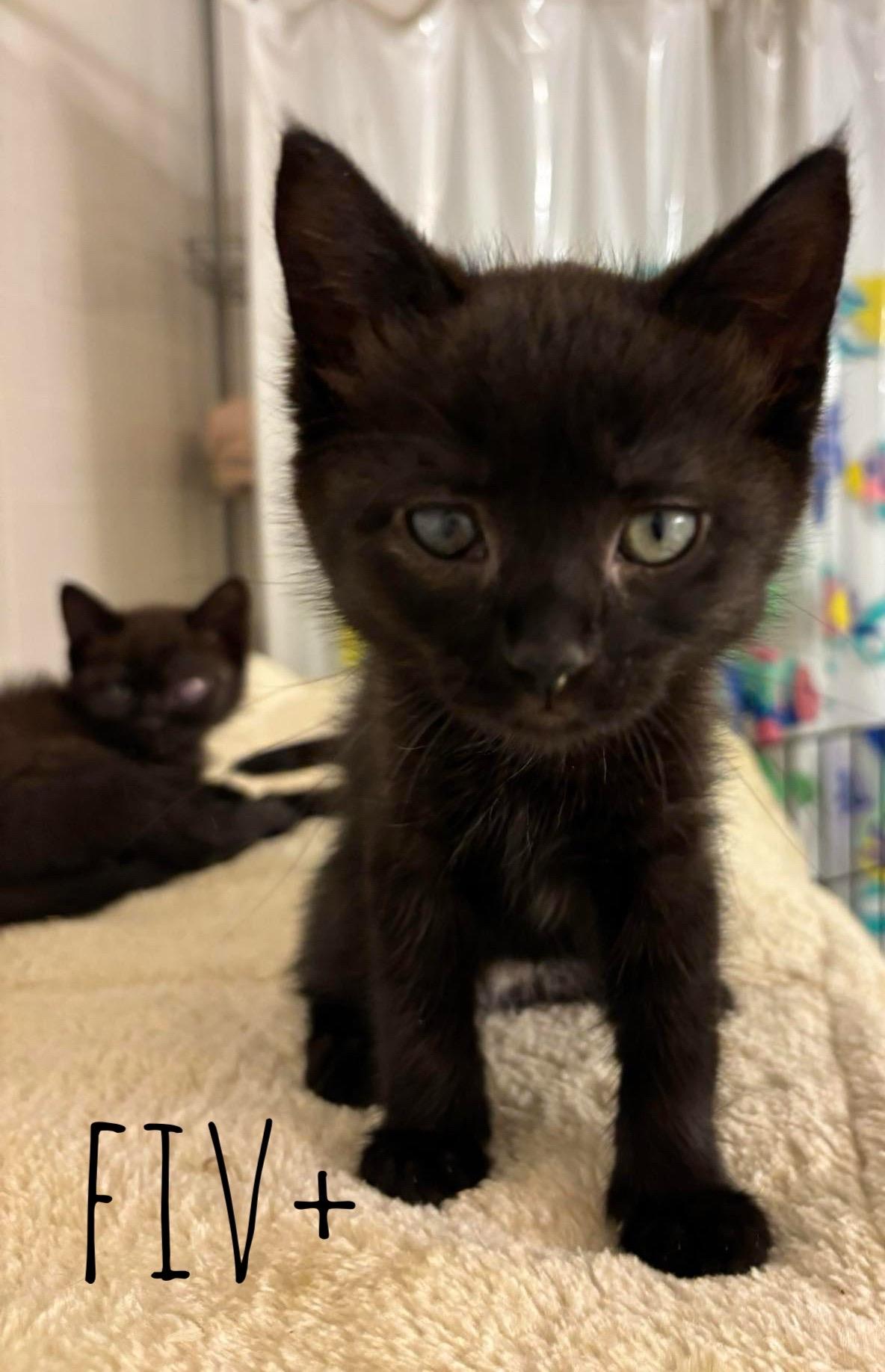 Bonnie (Eye Patch Litter), Young Female unknown
