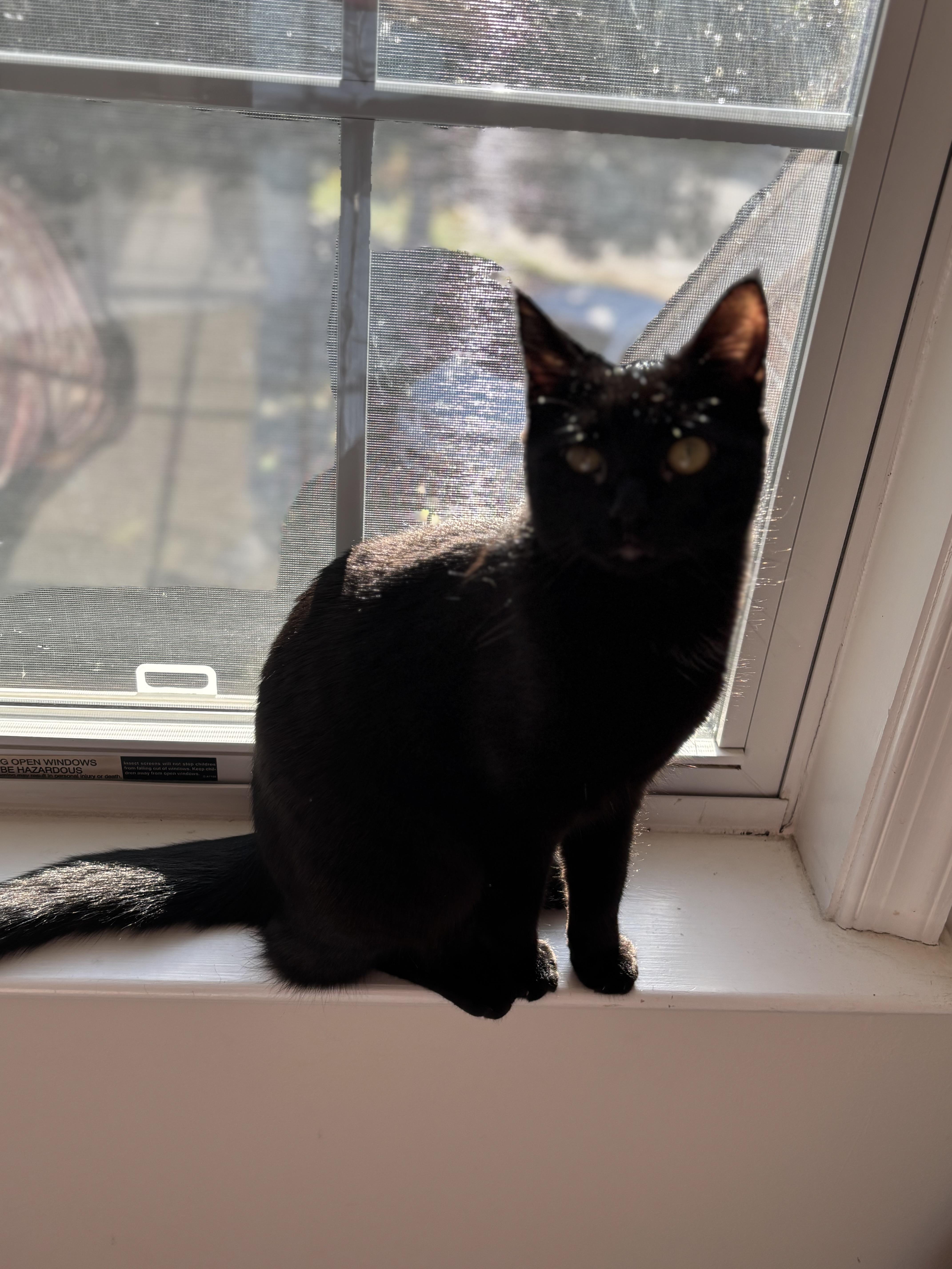 Bonnie (Eye Patch Litter), Adoptable, Young Female Domestic Short Hair.