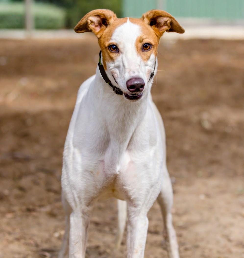 Enlarge Pecan Pie, a ADOPTABLE Greyhound in Seattle, WA image 1/1