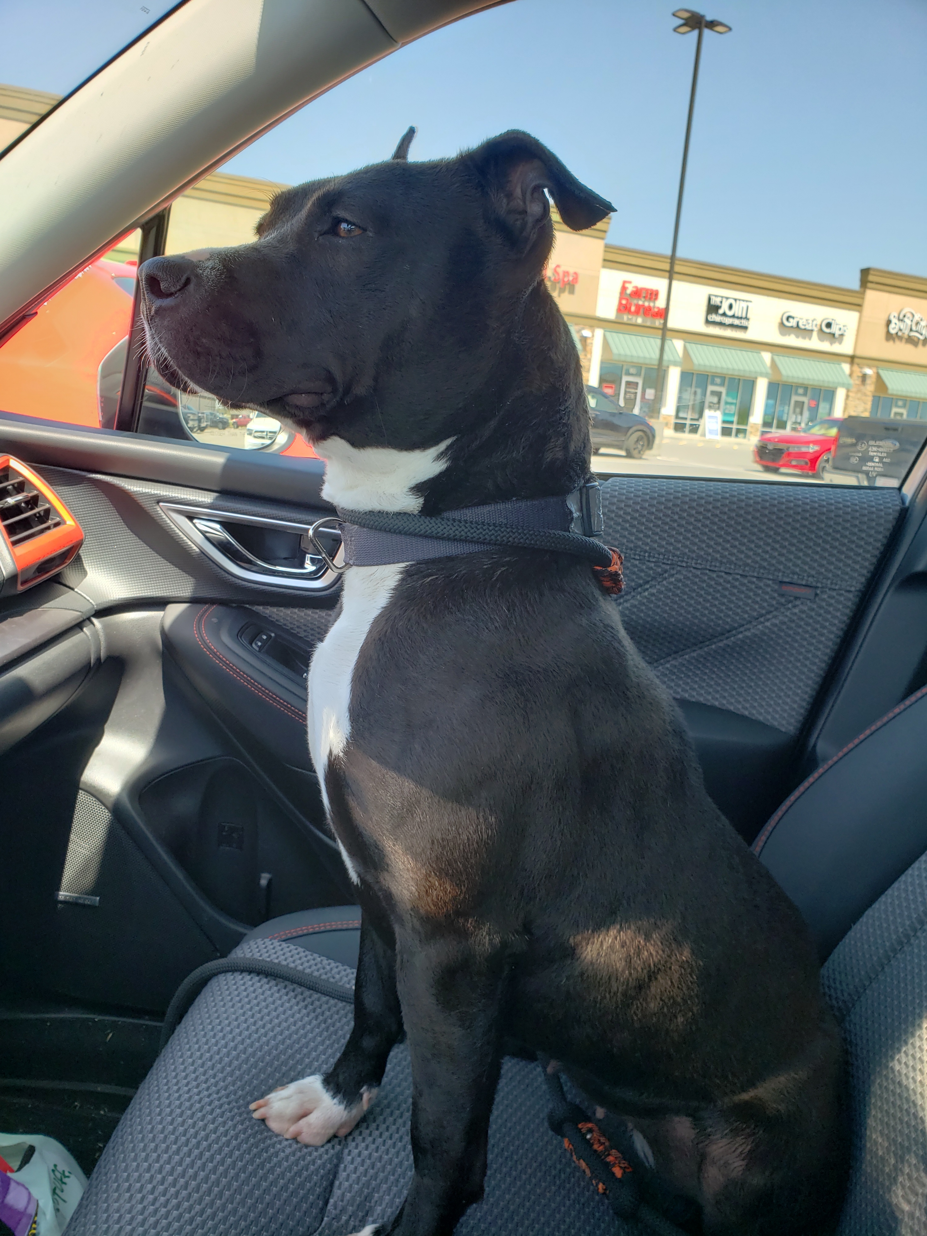 Enlarge Ayer, a Adoptable mixed breed in Clarksville, TN image 8/12