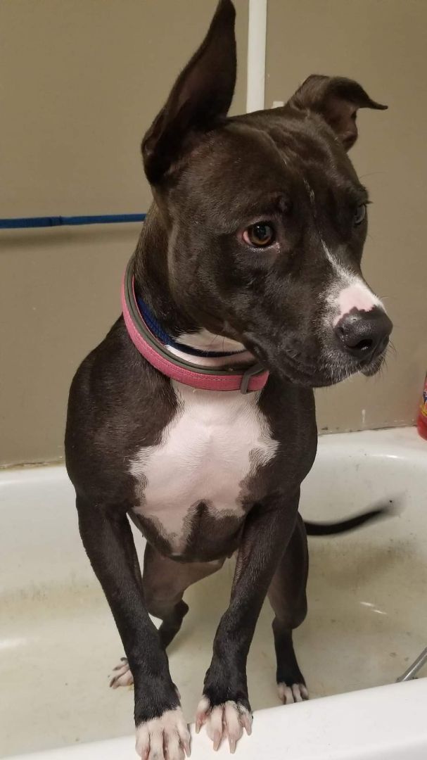 Enlarge Ayer, a Adoptable mixed breed in Clarksville, TN image 9/12