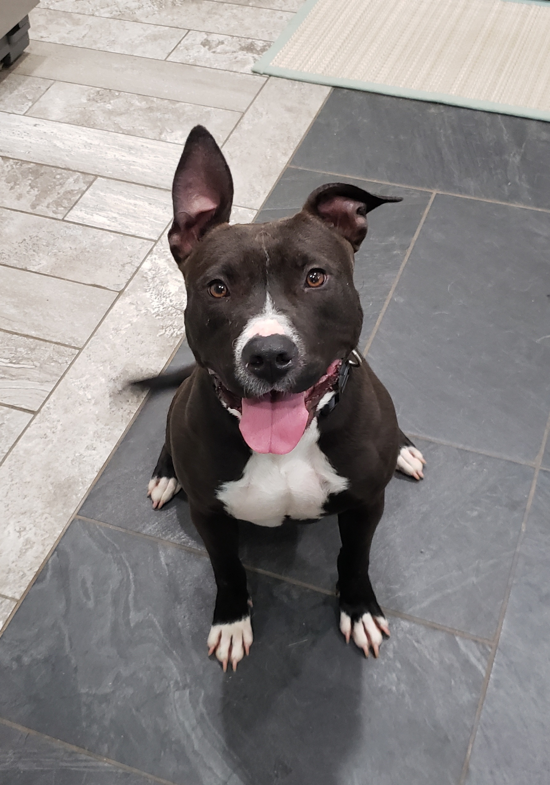 Ayer, a Adoptable mixed breed in Clarksville, TN image 1/12