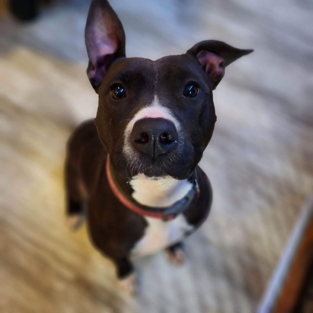 Enlarge Ayer, a Adoptable mixed breed in Clarksville, TN image 10/12