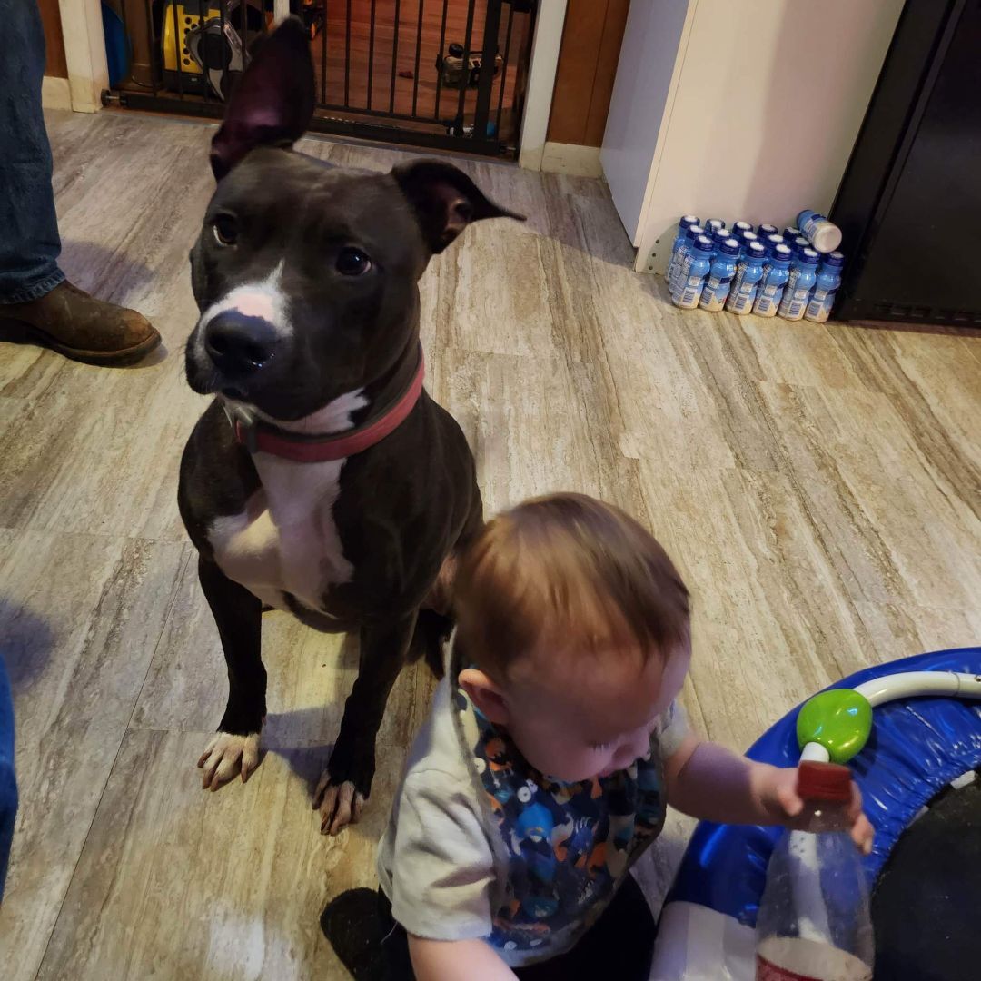 Enlarge Ayer, a Adoptable mixed breed in Clarksville, TN image 11/12