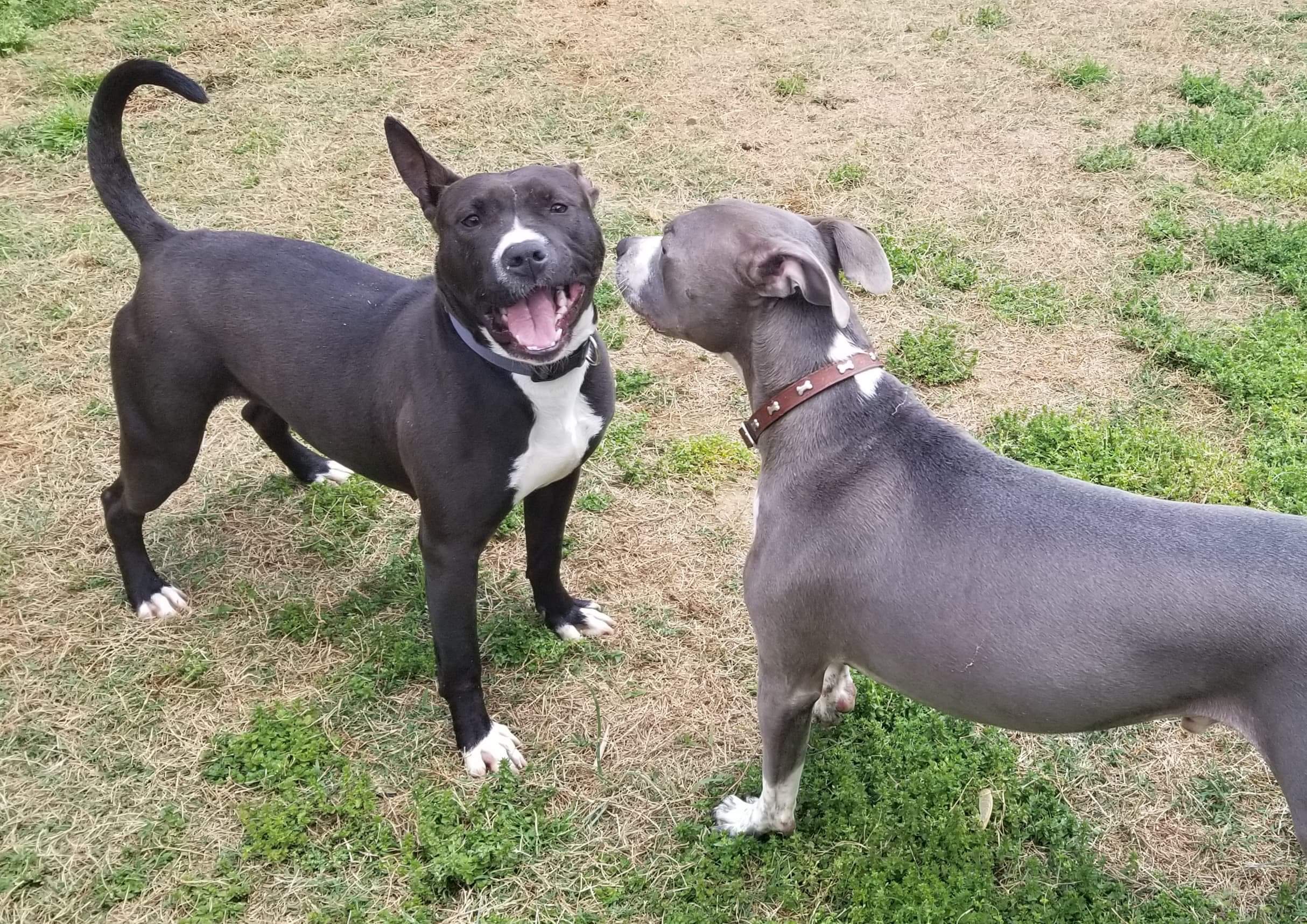 Enlarge Ayer, a Adoptable mixed breed in Clarksville, TN image 12/12