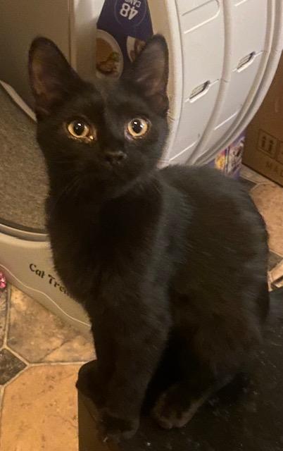 Charlie (with Arthur), Adoptable, Kitten Female Domestic Short Hair.