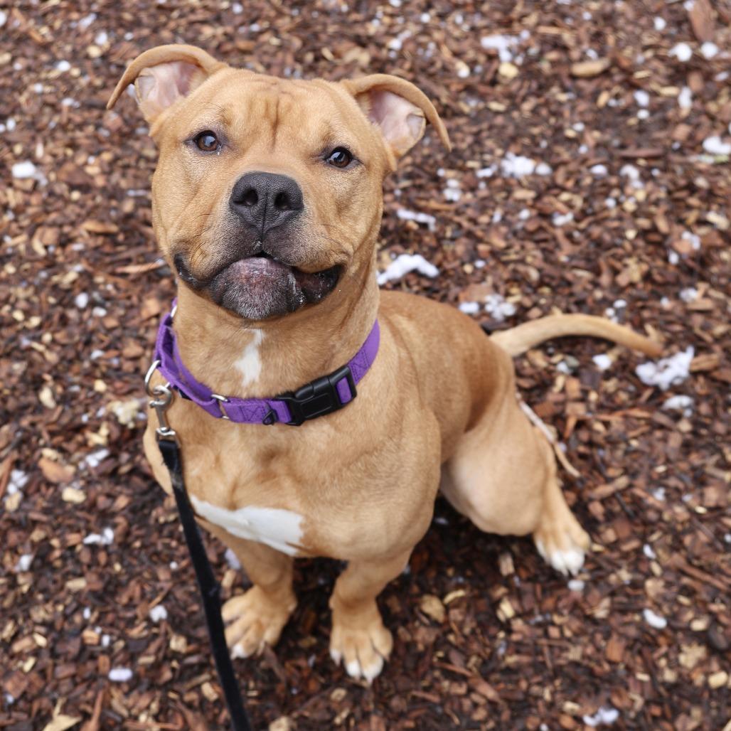 Enlarge Scooby Doo, a Adoptable Pit Bull Terrier in Briarcliff Manor, NY image 1/4