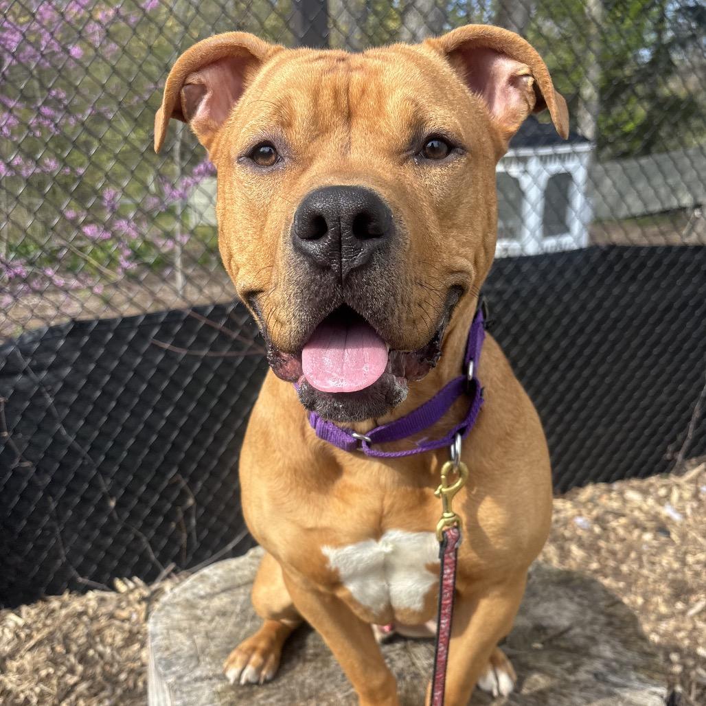 Enlarge Scooby Doo, a Adoptable Pit Bull Terrier in Briarcliff Manor, NY image 2/4