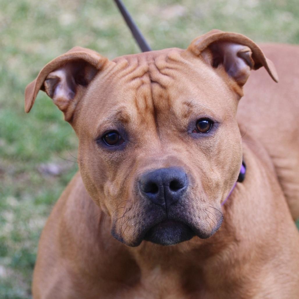 Enlarge Scooby Doo, a Adoptable Pit Bull Terrier in Briarcliff Manor, NY image 1/2
