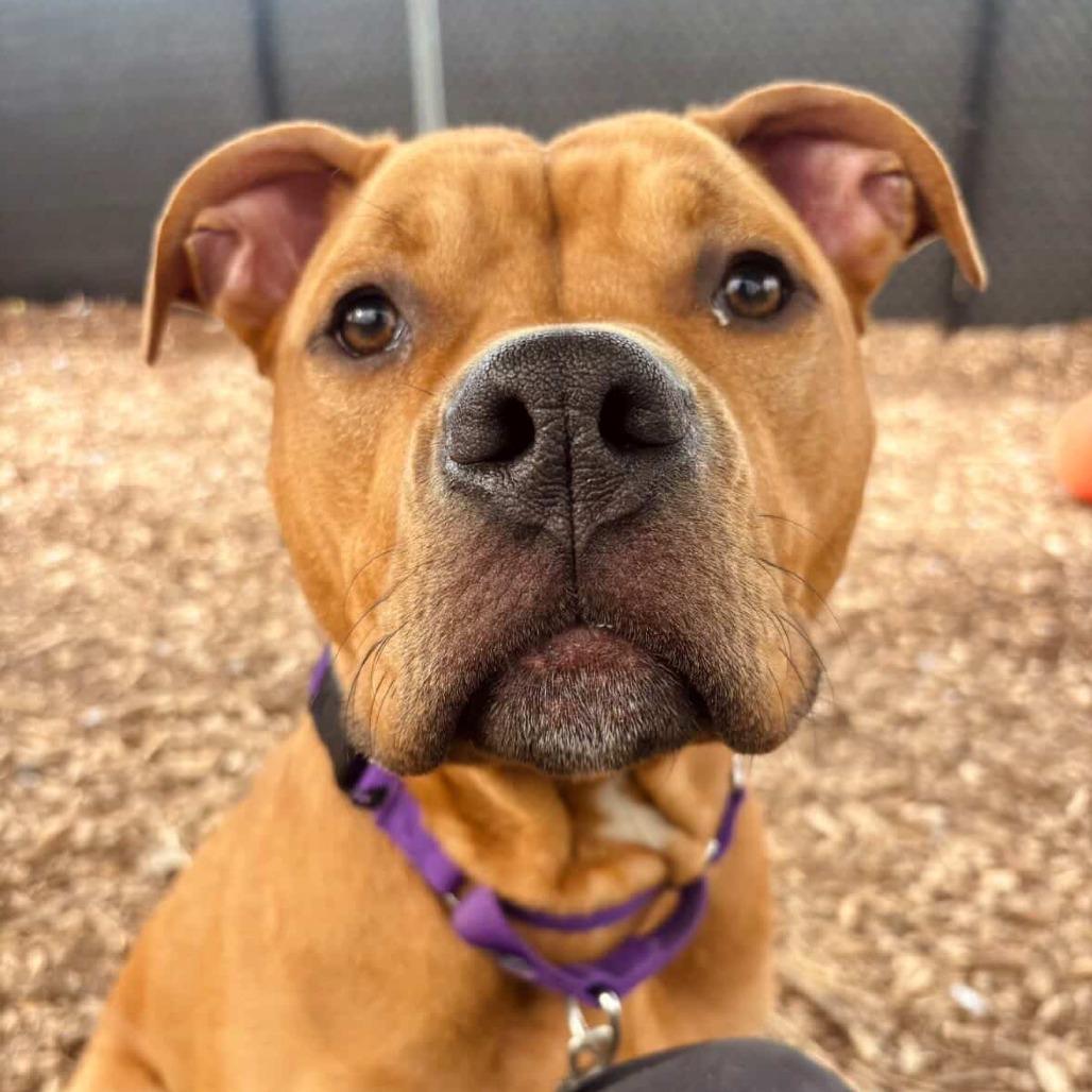 Enlarge Scooby Doo, a Adoptable Pit Bull Terrier in Briarcliff Manor, NY image 2/2