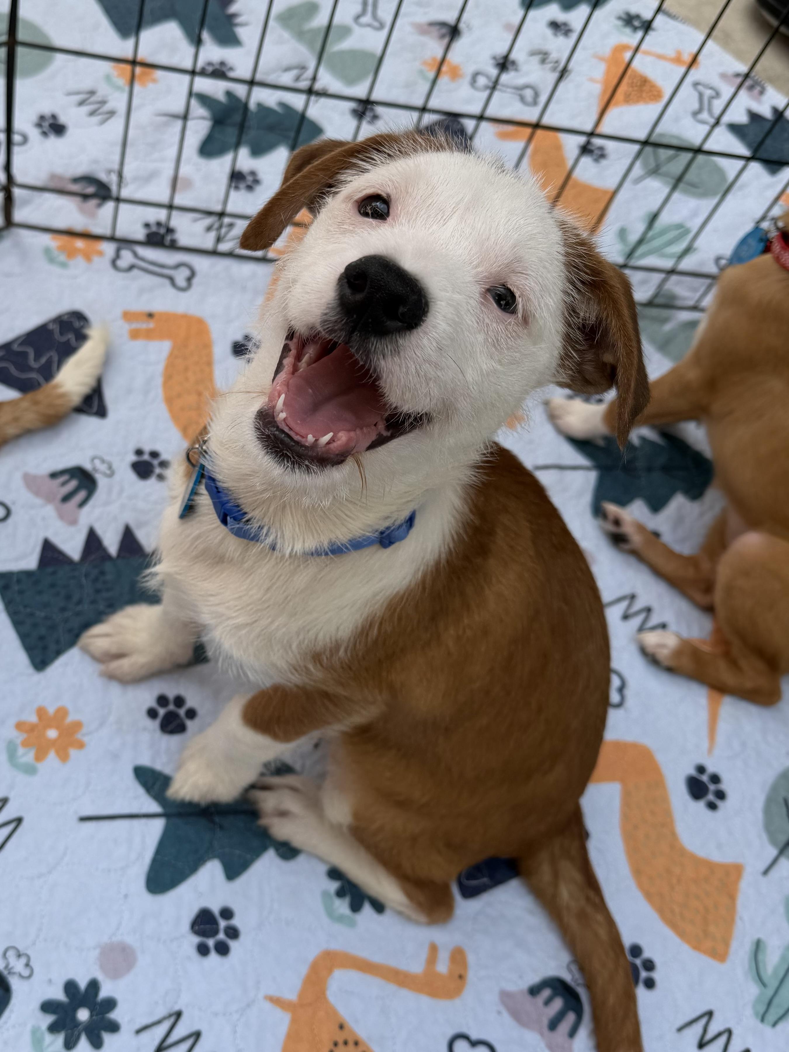 Nigel, adoptable, Puppy Male Terrier & Jack Russell Terrier.