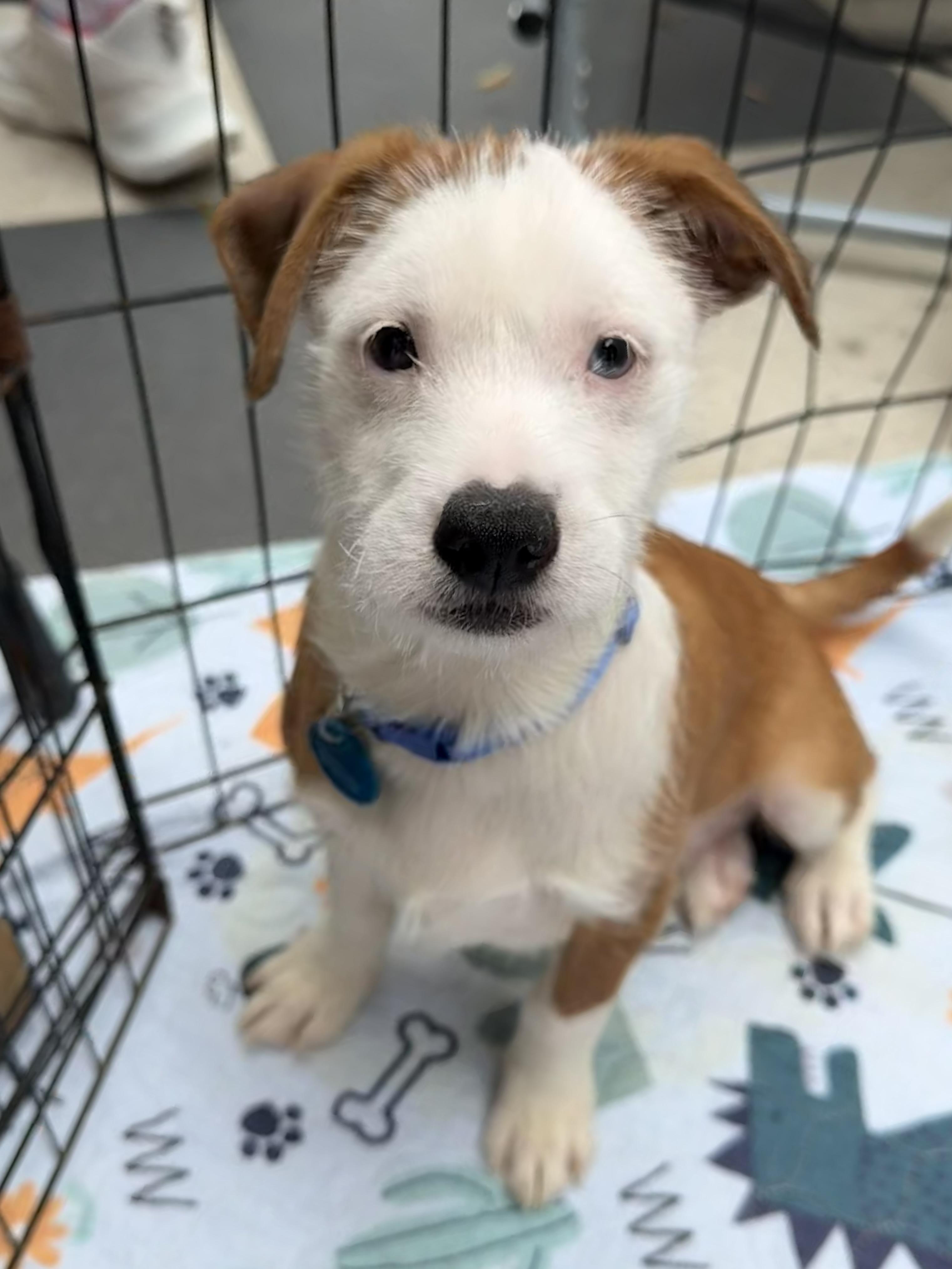Nigel, an adoptable mixed breed in Pasadena, CA image 3/4