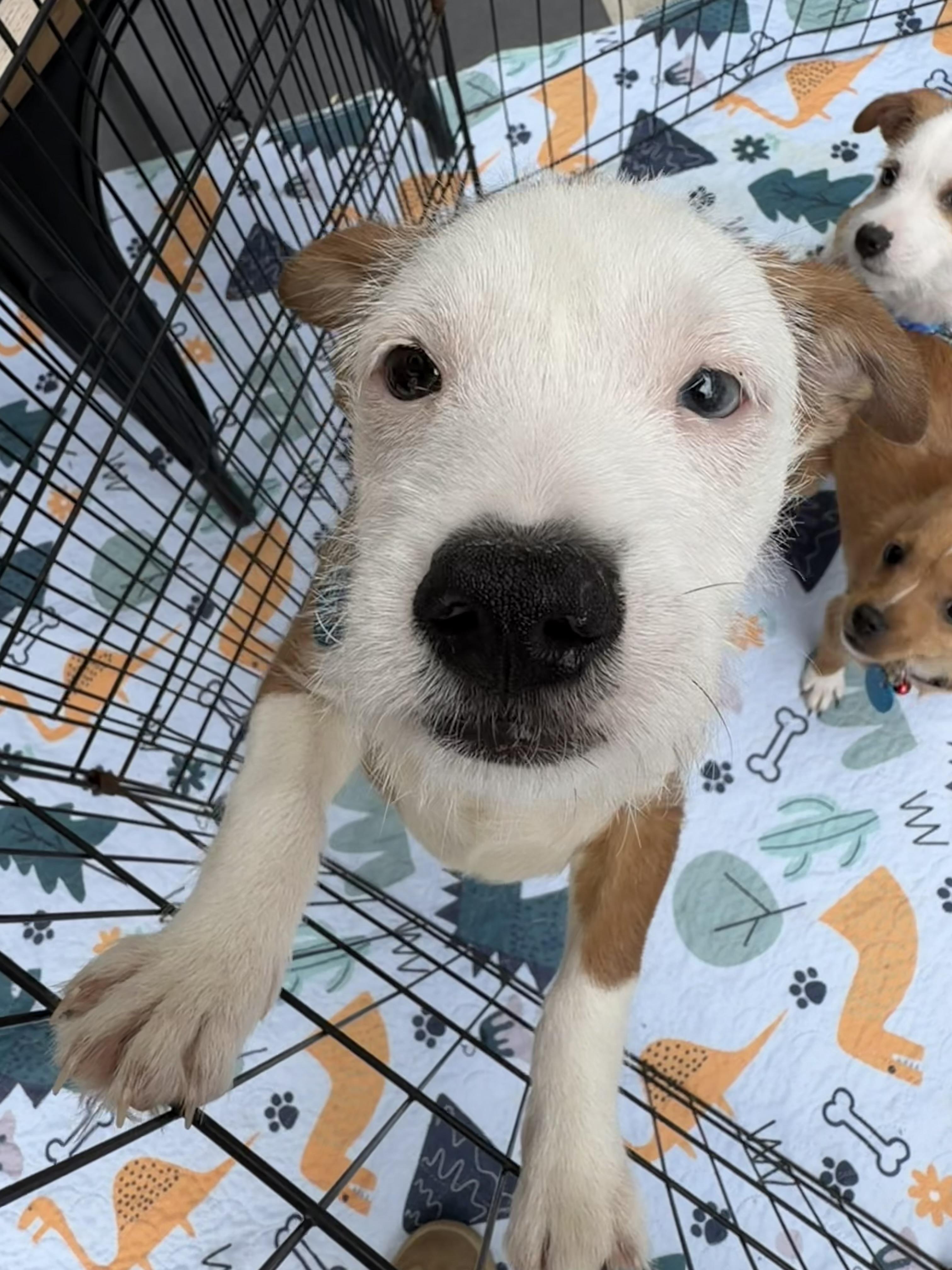 Nigel, an adoptable mixed breed in Pasadena, CA image 2/4