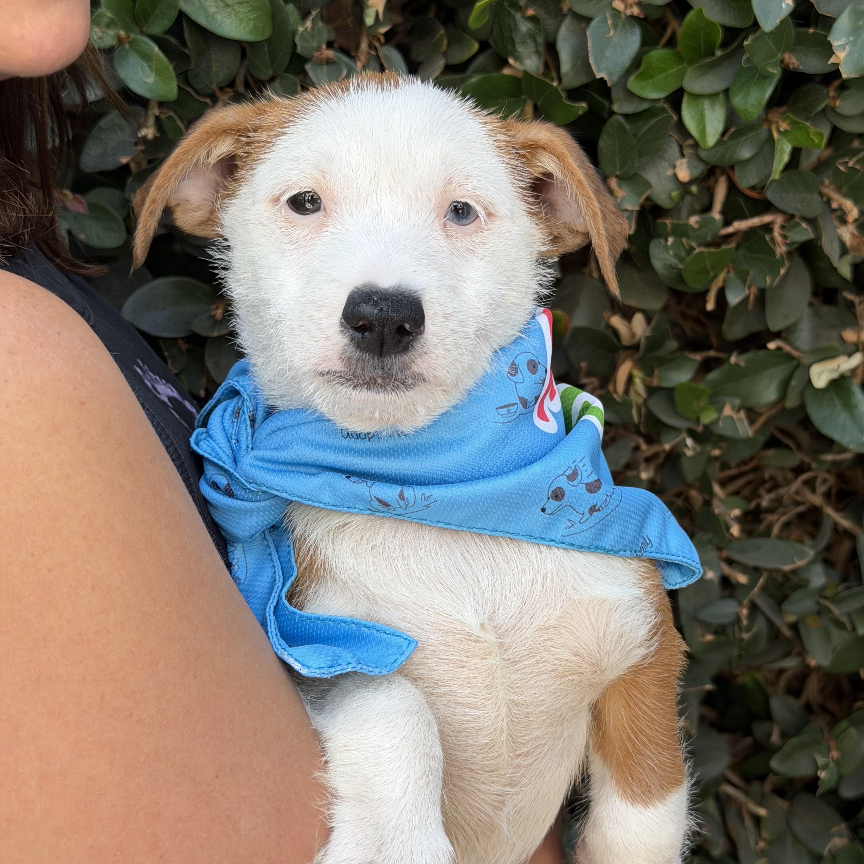 Nigel, ADOPTABLE, Puppy Male Terrier.