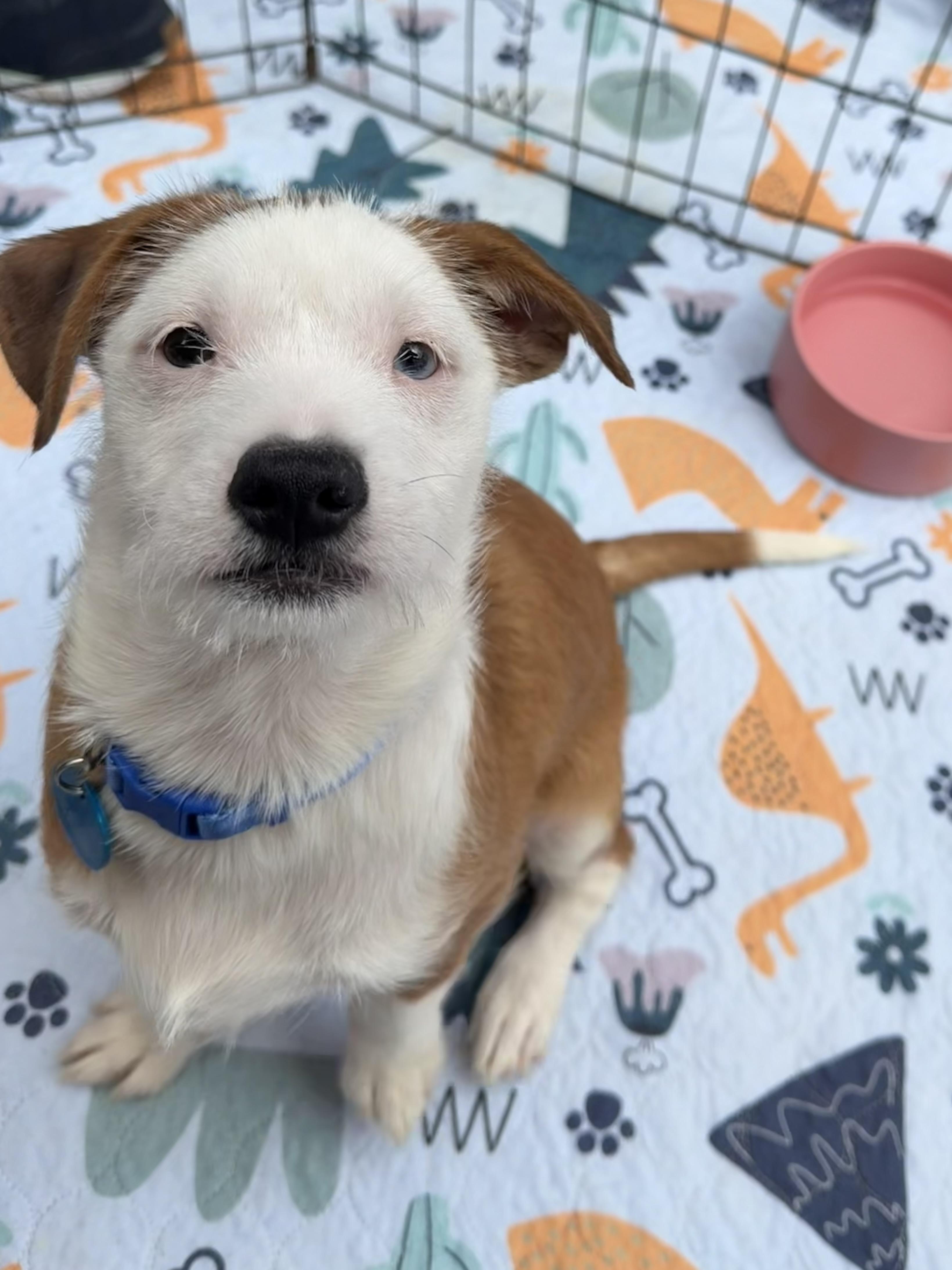 Nigel, an adoptable mixed breed in Pasadena, CA image 4/4