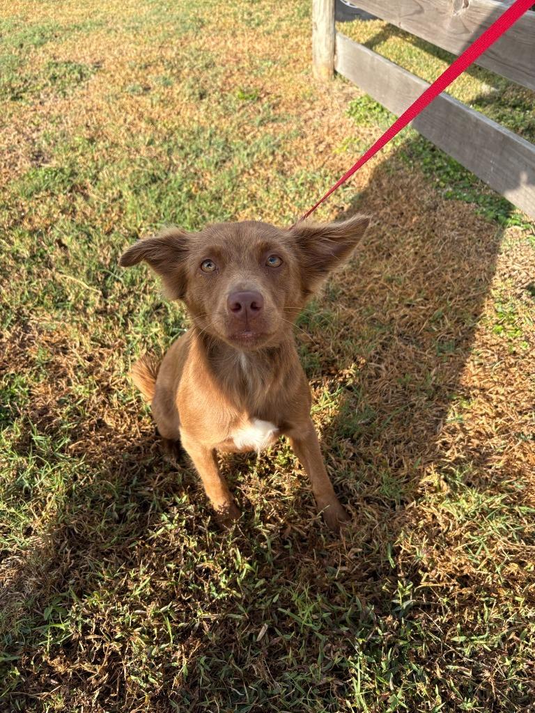 Vixen, Adoptable, Young Male Australian Kelpie.