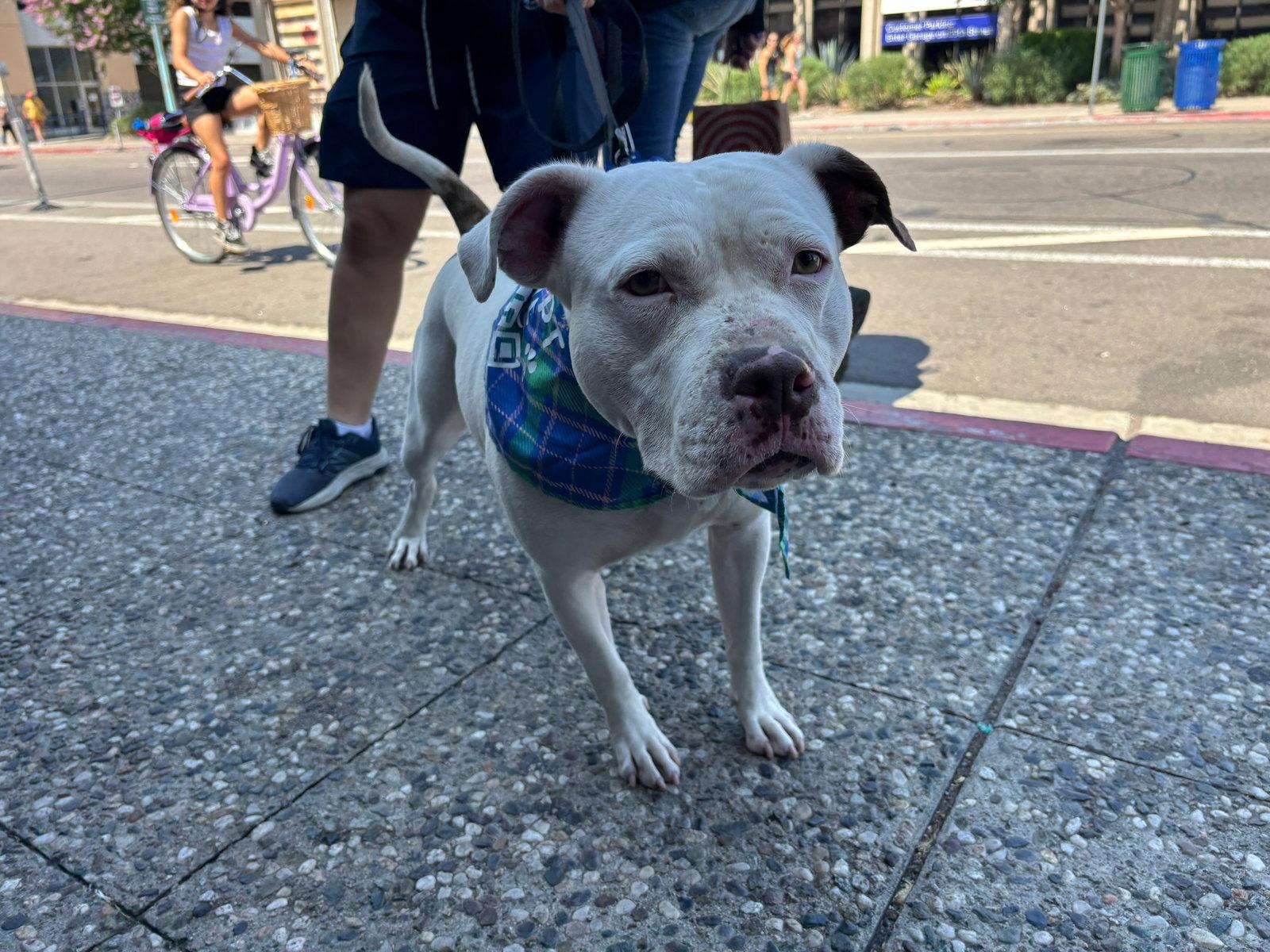 Danni, Adoptable, Young Female Pit Bull Terrier.
