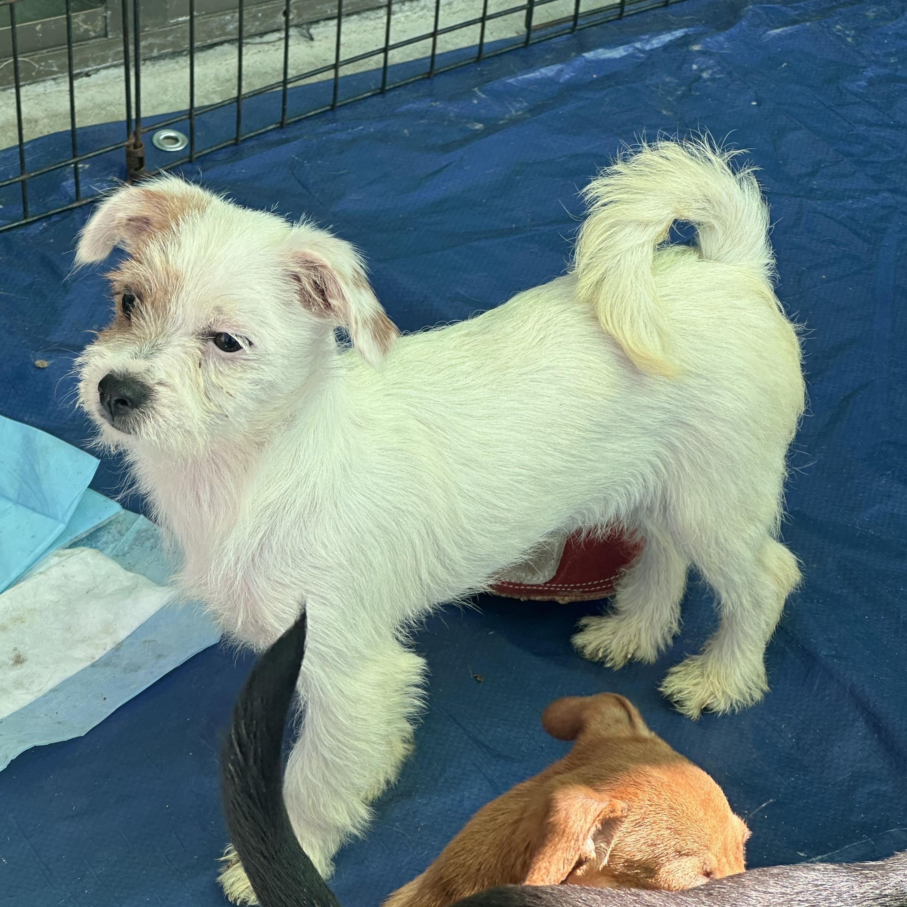 Enlarge Lexi, a ADOPTABLE Terrier in La Palma, CA image 1/1