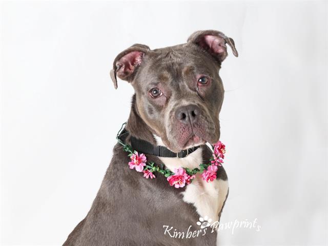 Enlarge BETTY, a Adoptable mixed breed in Omaha, NE image 1/1