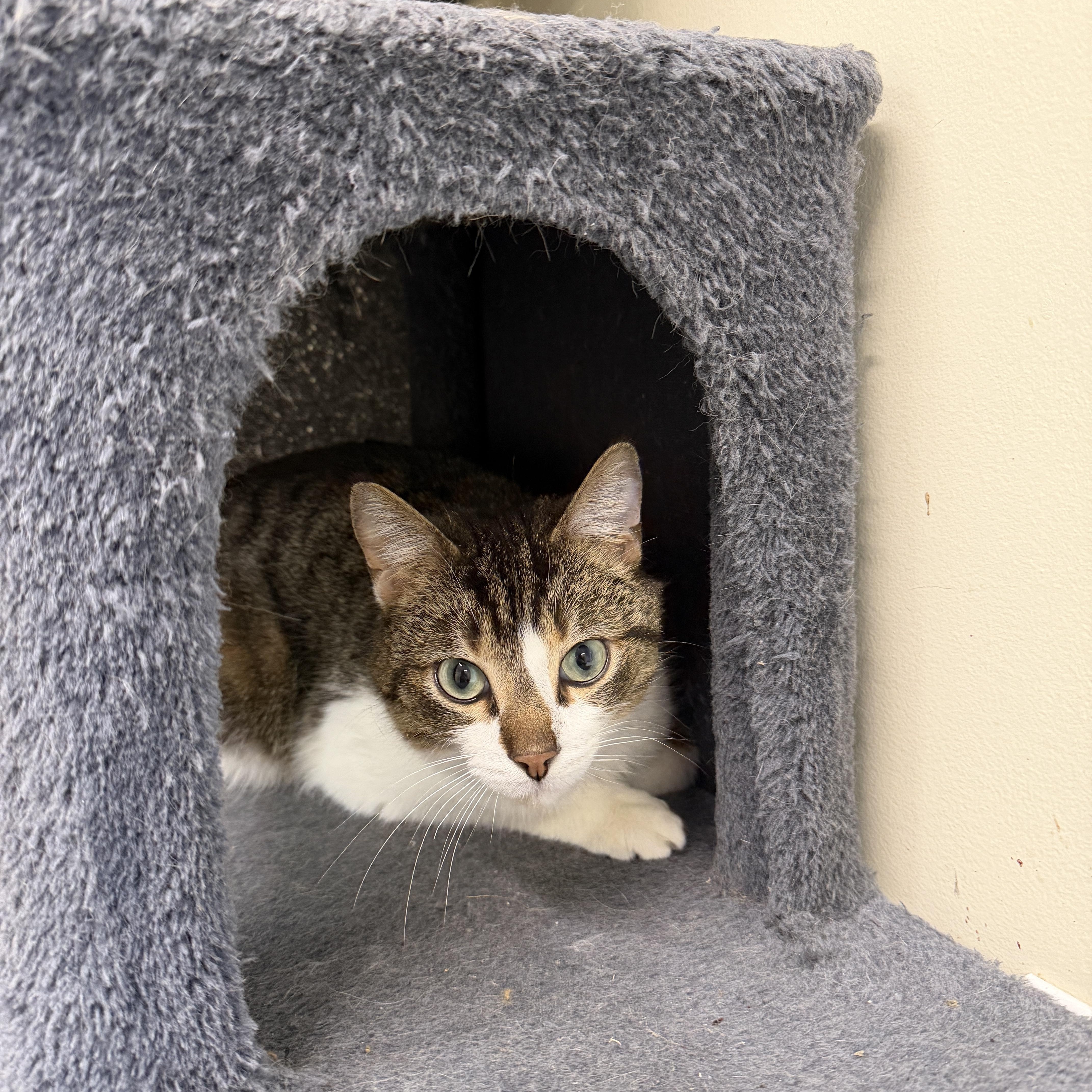 Enlarge Ducky, a Adoptable Domestic Short Hair in Wayland, MI image 1/1