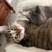 Ozzie - handsome tabby with huge eyes, Adoptable, Adult Male Domestic Short Hair.